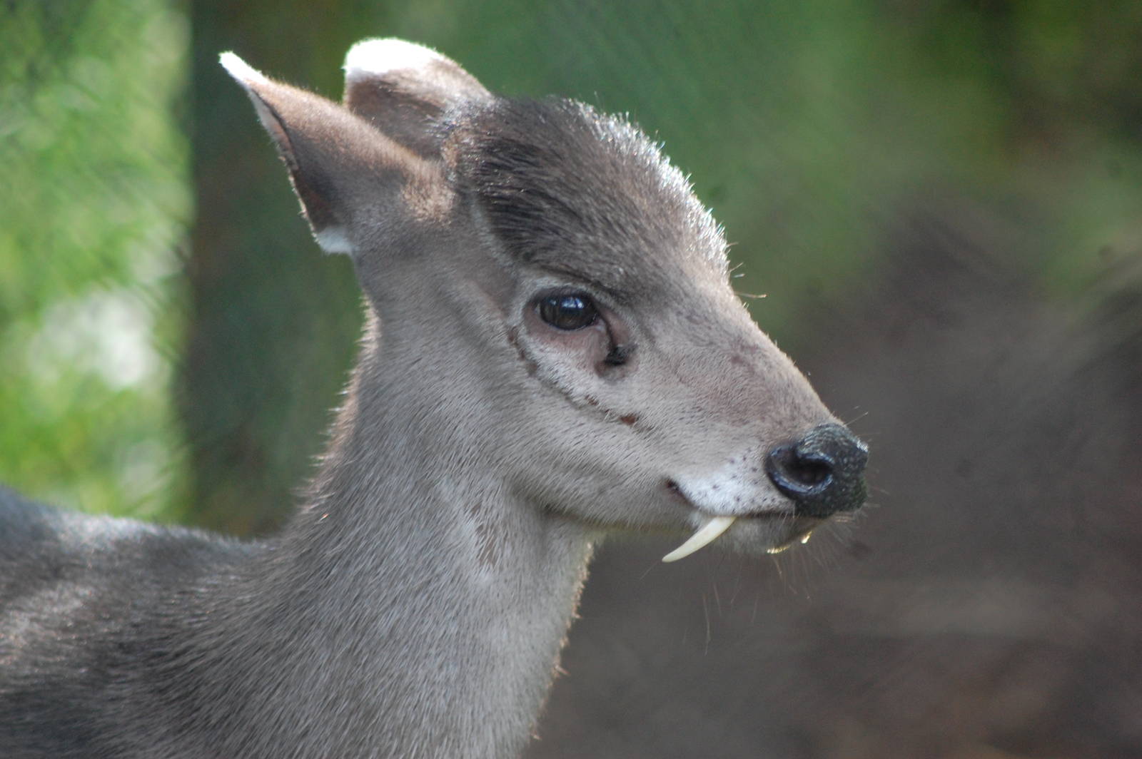 Deer